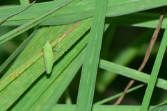 Draeculacephala minerva