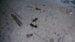 Camponotus xerxes