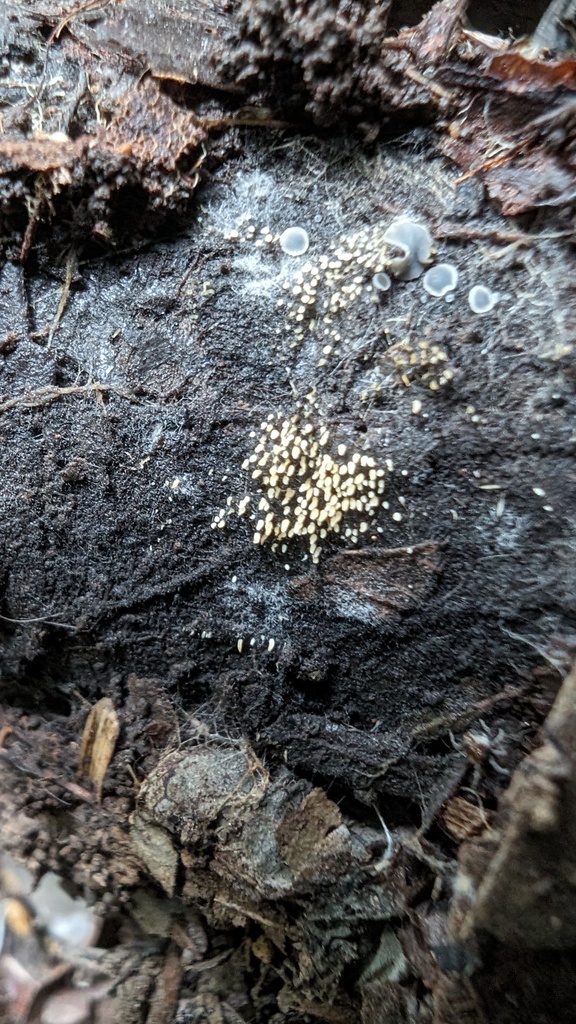 Mucronella calva · May 2024 · photo: © atsushi_nakajima_cirque (iNaturalist, cc-by)