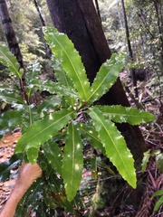 Lomatia arborescens, photograph Samuel Frankel, CC BY, iNaturalist via GBIF