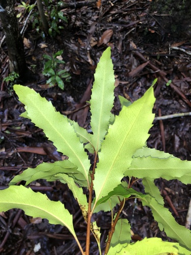 Lomatia arborescens, photograph 3