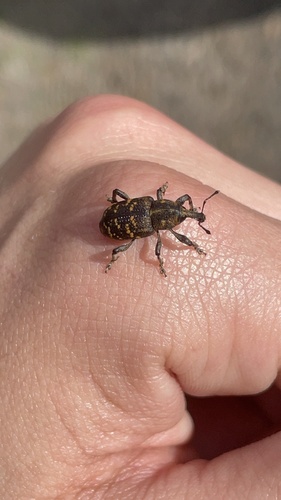 Large Pine Weevil, Loenen and surroundings, Loenen, Província de Gelderland, NL, photo 6 of 10