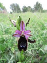 Ophrys bertolonii bertolonii