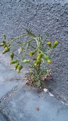 Senecio vulgaris