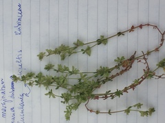 Callipeltis cucullaris