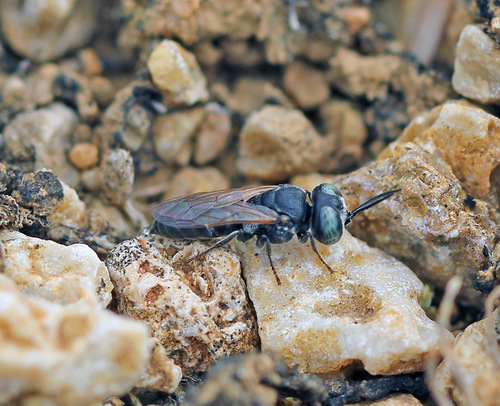 Representative image of Tachysphex helveticus