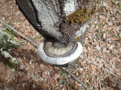 Ganoderma applanatum image