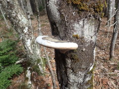 Ganoderma applanatum image