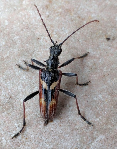 Two-banded Longhorn Beetle