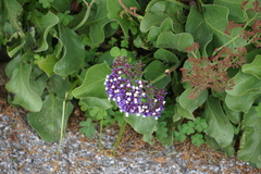 Limonium perezii