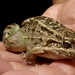 Leptodactylus chaquensis - Photo (c) Alex Popovkin, some rights reserved (CC BY-NC-ND), uploaded by Alex Popovkin