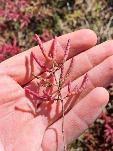 Annual Glasswort (Salicornia meyeriana)