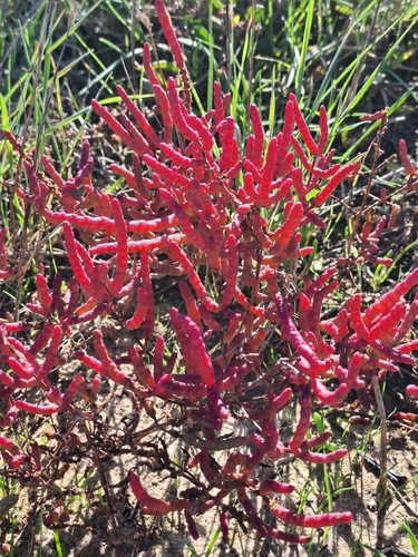 Image of Salicornia meyeriana by (c) Eugene Hahndiek, some rights reserved (CC BY-SA)