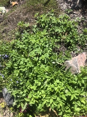 Aegopodium