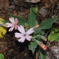 Silene hookeri