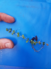 Epilobium pedunculare