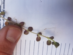 Epilobium pedunculare