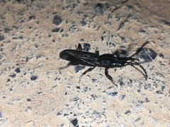 Trachelizini