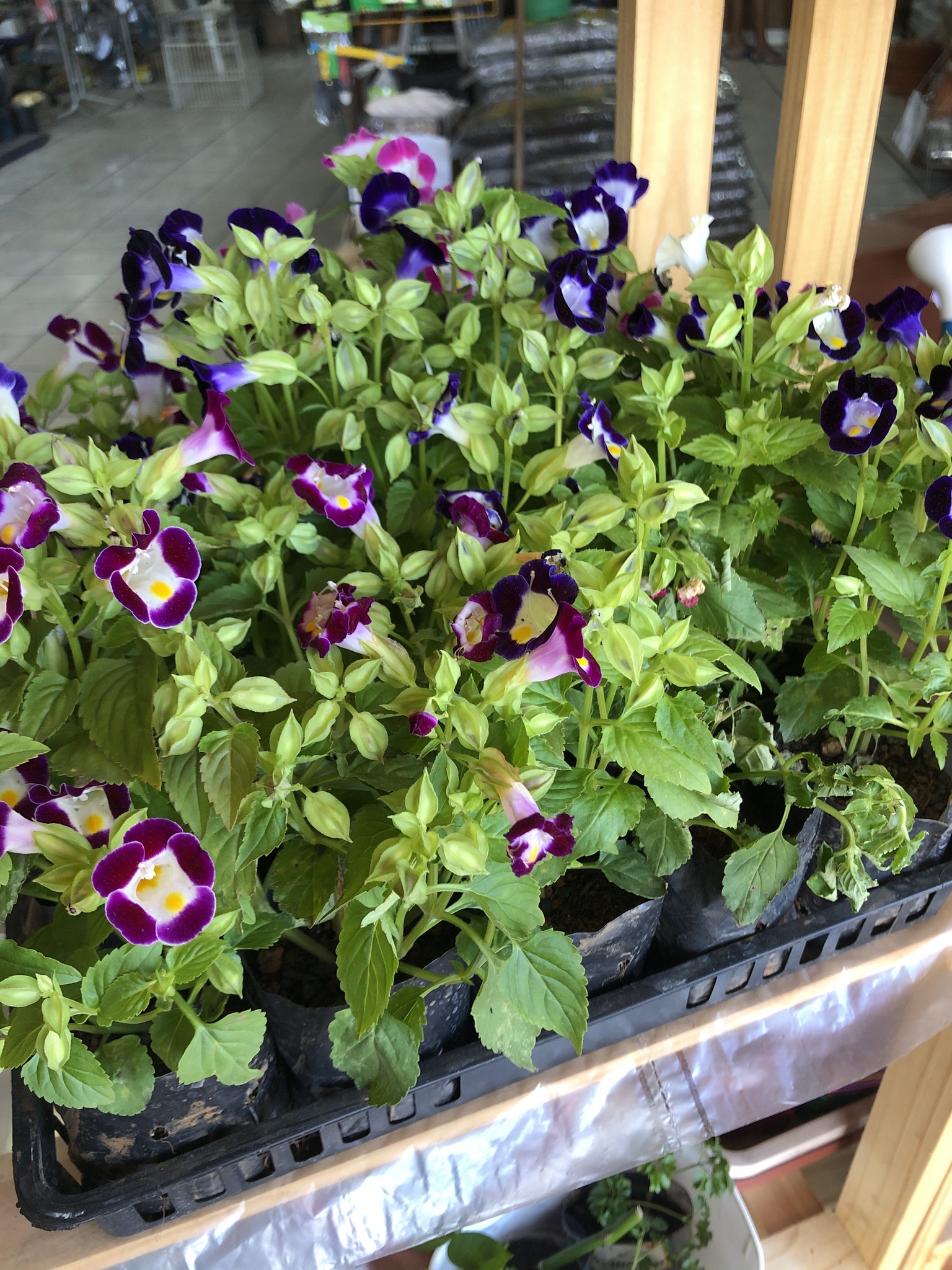 Imagem de Violeta-de-jardim