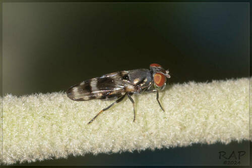 Euxesta eluta photo 5