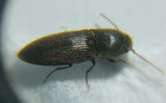 Agriotes
