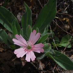 Silene hookeri