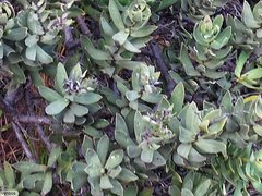 Euclea tomentosa