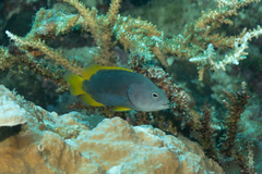 Cephalopholis cyanostigma