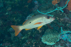 Lutjanus monostigma