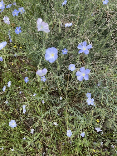 ľan trváci (Linum perenne)