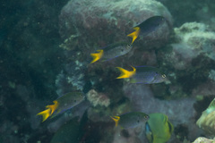 Neopomacentrus azysron