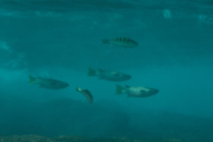 Ellochelon vaigiensis