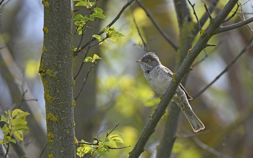 Curruca gavilana (Curruca nisoria)