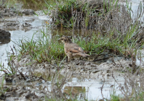 Cordoba Cinclodes (Cinclodes comechingonus), photo 6