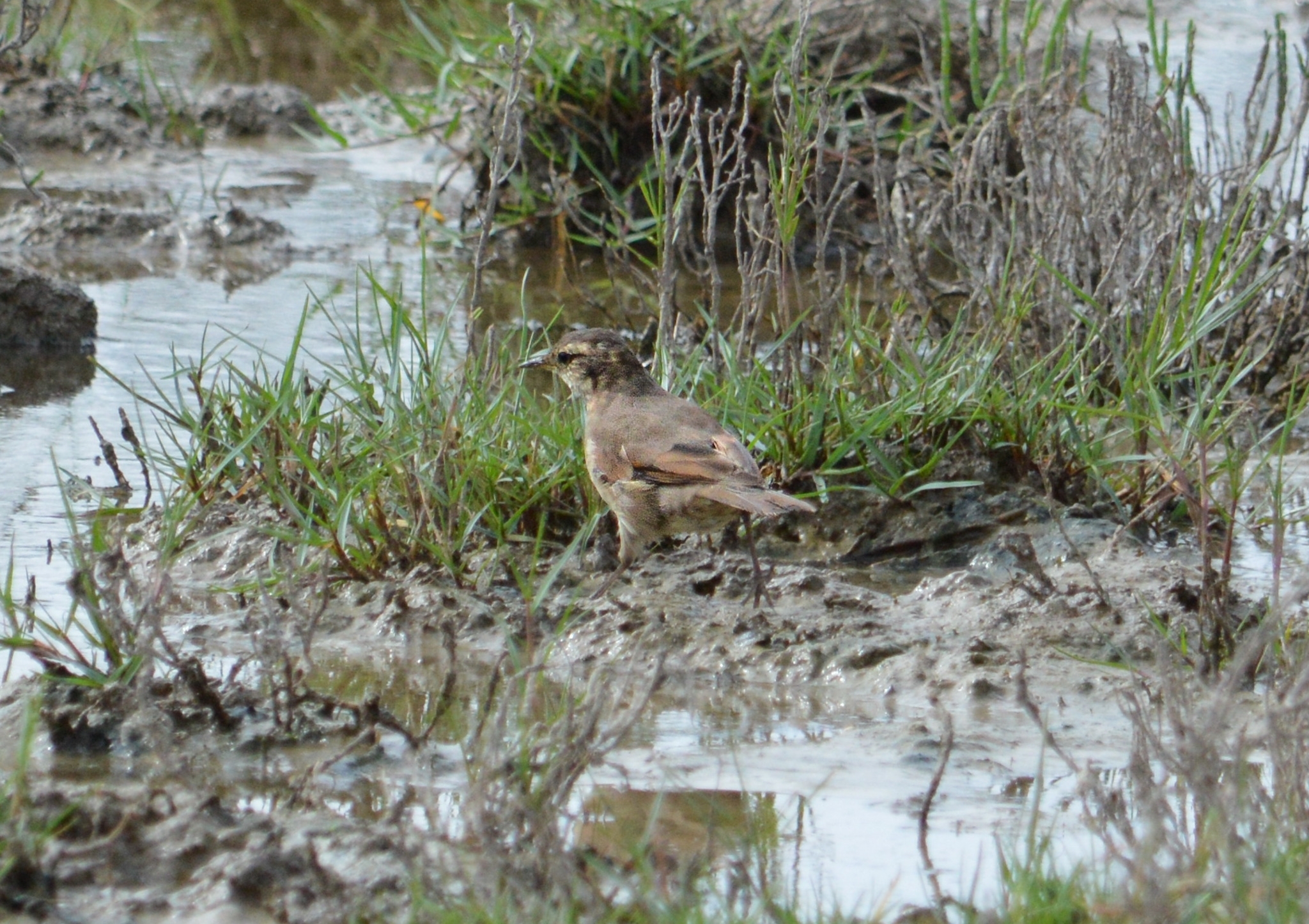 Cordoba Cinclodes (Cinclodes comechingonus), photo 9