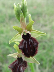 Ophrys sphegodes atrata