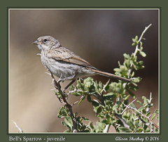Artemisiospiza belli