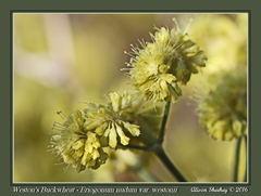 Eriogonum nudum westonii