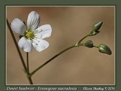 Eremogone macradenia