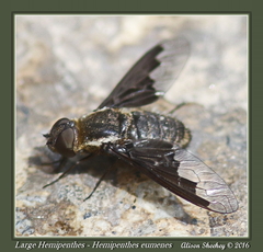 Hemipenthes seminiger