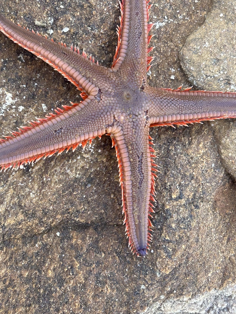 Astropecten from West Lakes - tide line of beach at Oars Reserve, South ...