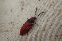 Anostirus purpureus