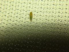 Heteropsylla
