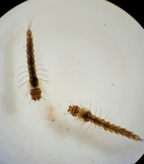 Anopheles punctipennis