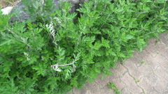Artemisia princeps, photograph yajapin, CC BY, iNaturalist via GBIF