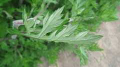 Artemisia princeps, photograph yajapin, CC BY, iNaturalist via GBIF