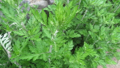Artemisia princeps, photograph yajapin, CC BY, iNaturalist via GBIF
