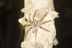 Megalostrata