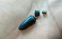 Chrysochroinae