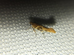 Aristotelia fungivorella